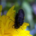 Anthaxia nigrojubata